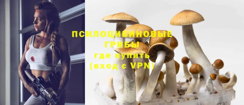 MEGA   Новоузенск  Псилоцибиновые грибы Cubensis 